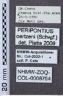 Etiketten zu Peripontius oertzeni (NHMW-ZOO-COL-0008754)